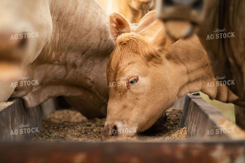 Charolais Cattle on Pasture 288008