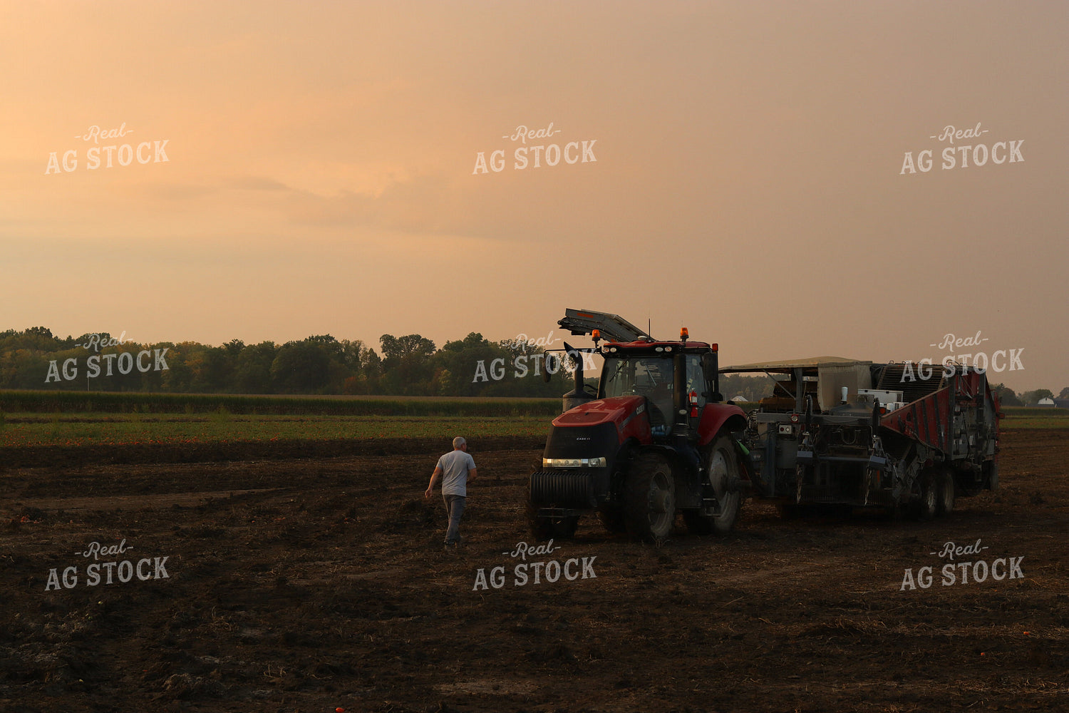 Farmer Walking in Tomato Field 109101
