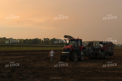 Farmer Walking in Tomato Field 109101