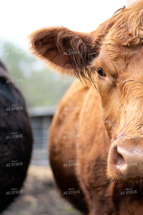 Red Angus Cow 50310