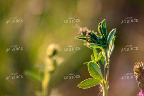 Alfalfa Field 214319