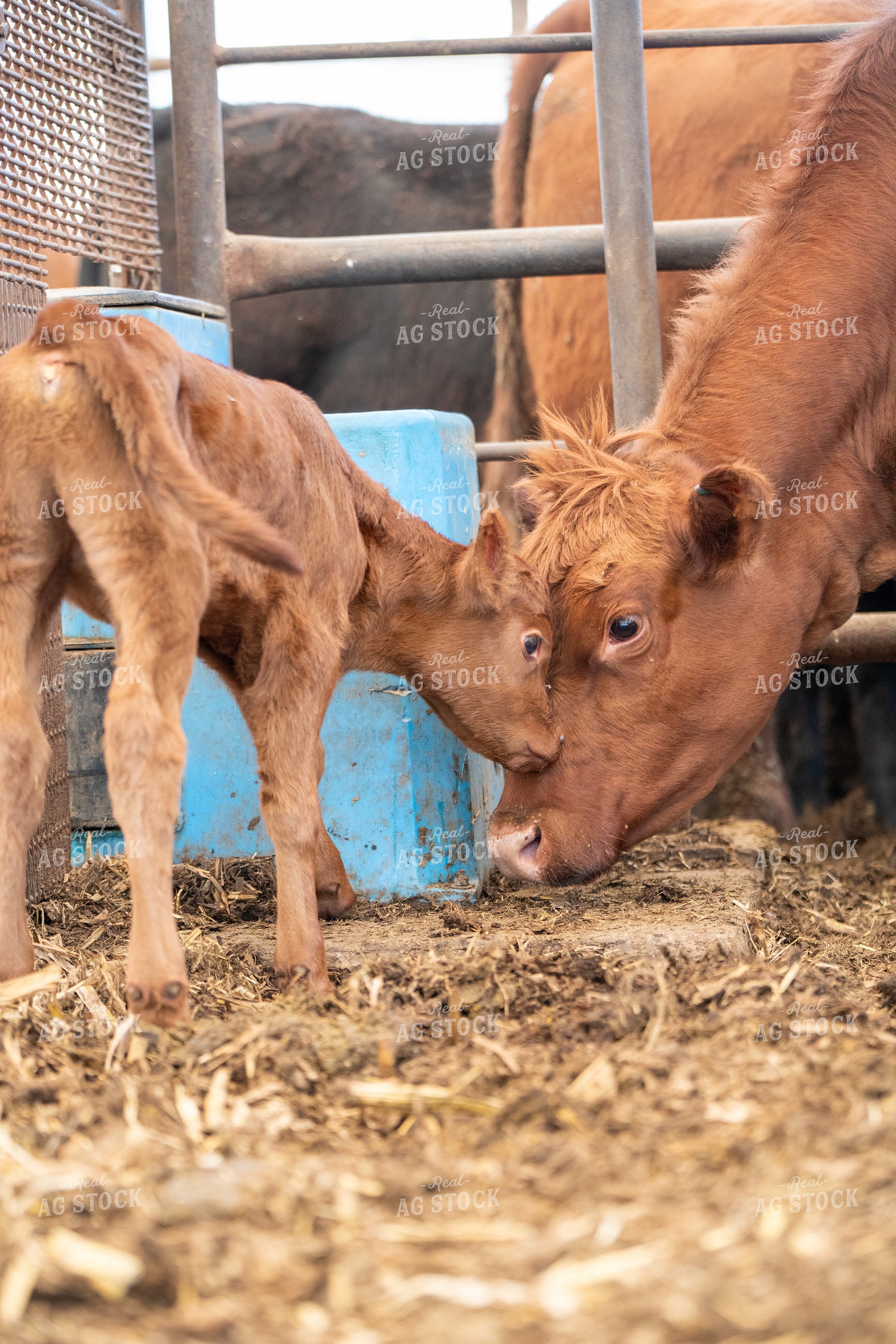 Red Angus Cow Calf Pair 193096