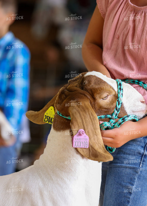 Showing Goats 160096