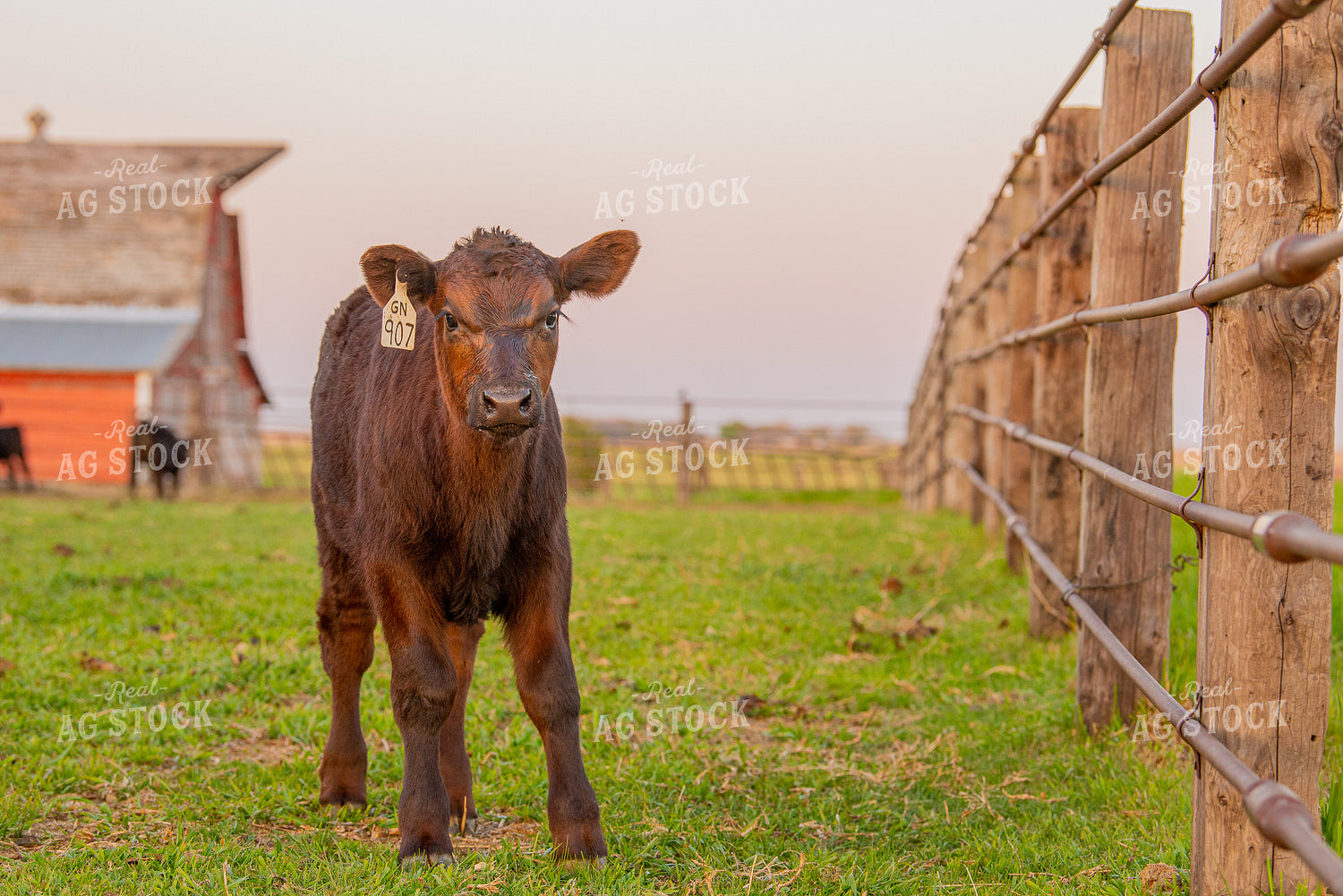 Crossbred Calf 299150
