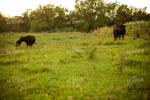 Cattle 2431