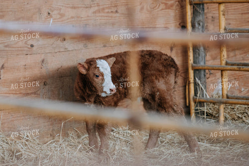 Hereford Calf in Barn 77086