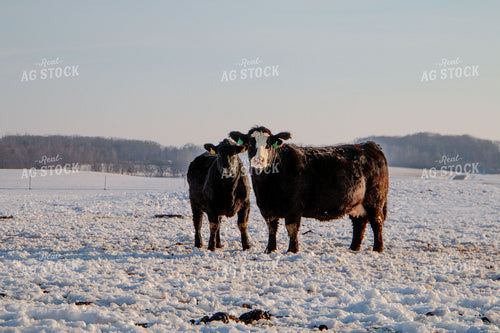 Cattle on Snowy Pasture 157024