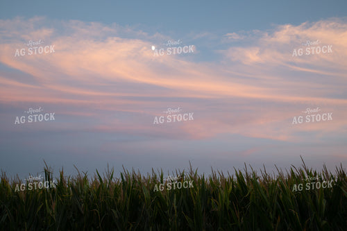 Moon Over Corn Tassels at Sunset 25040