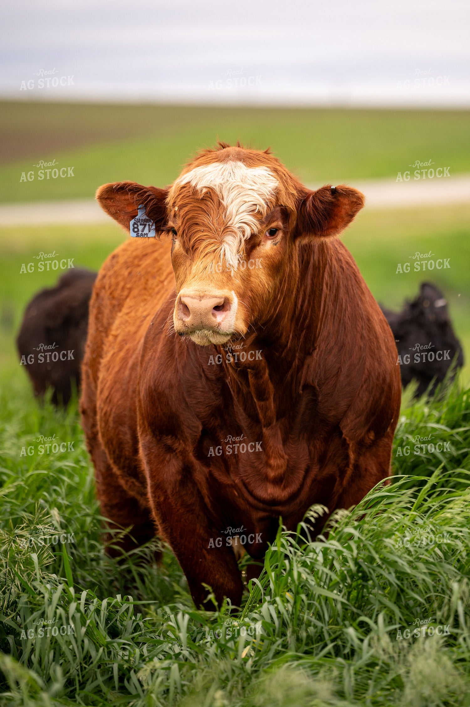 Bull on Pasture 211005