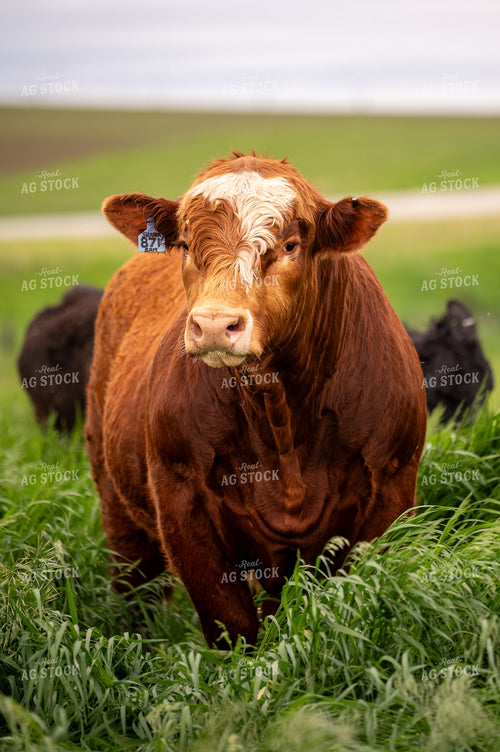 Bull on Pasture 211005