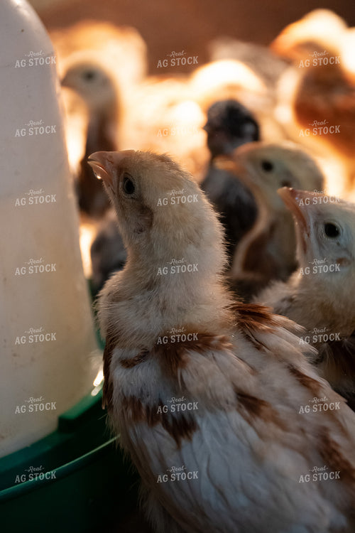 Chickens Eating 50316