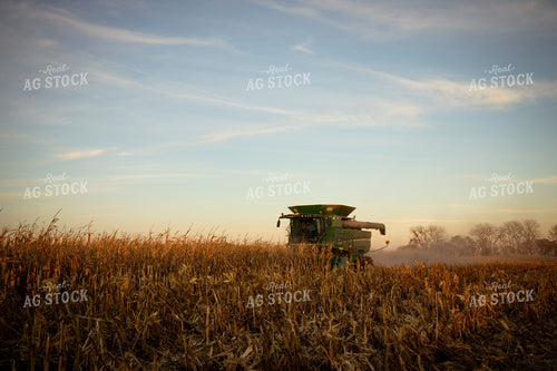 Corn Harvest 268249