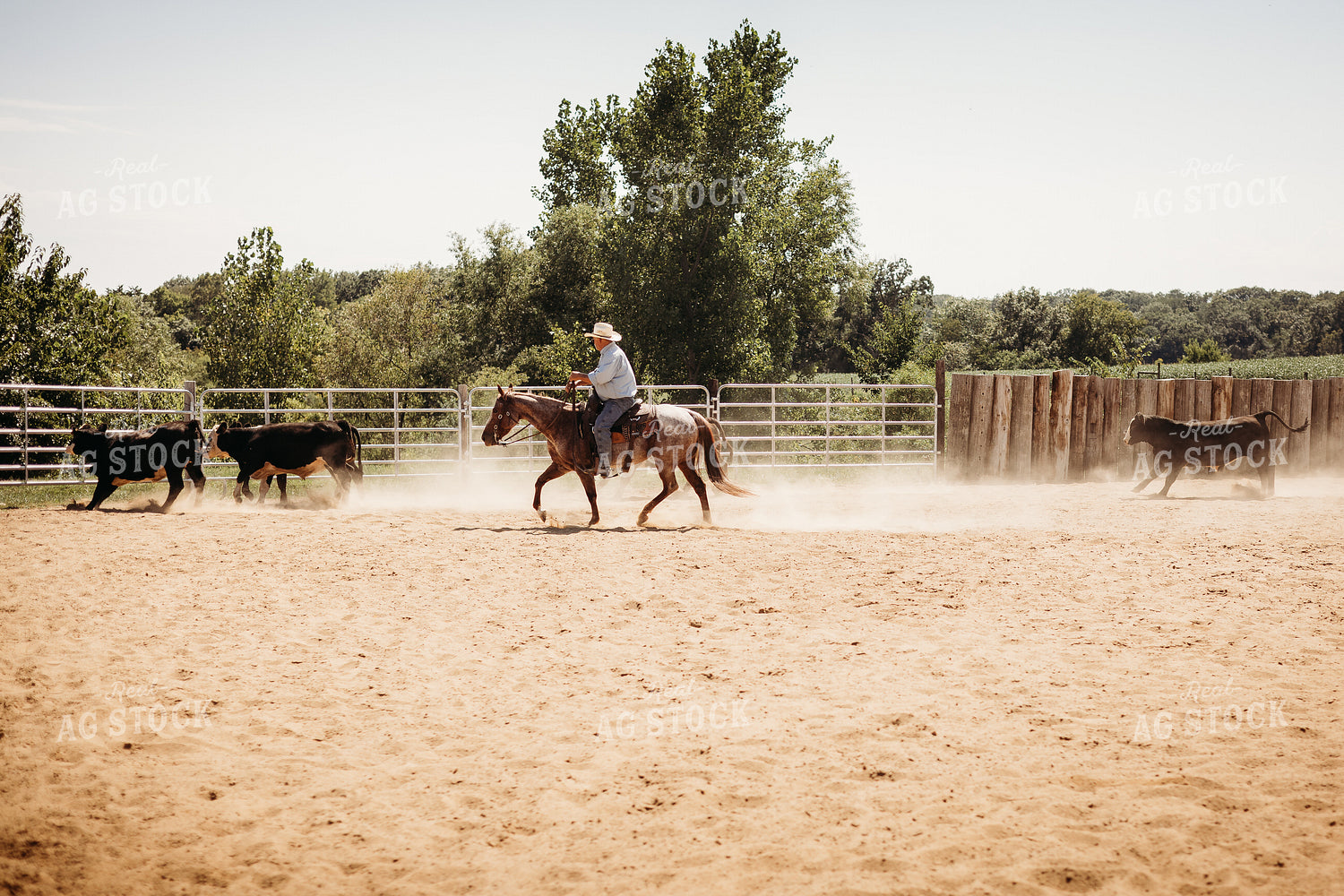 Sorting Cattle on Horseback 281103