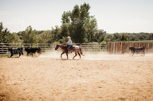 Sorting Cattle on Horseback 281103