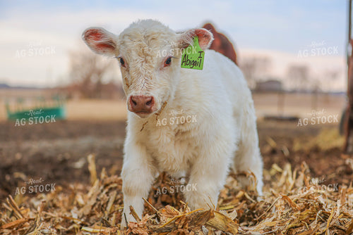 White Calf 160498
