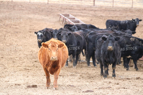 Angus Cattle 82464