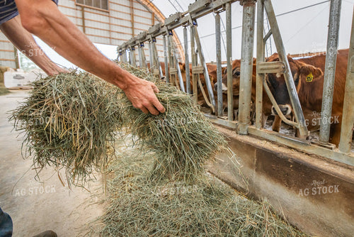 Farmer Feeding Forage 270452