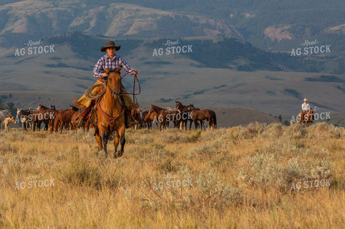 Herding Horses 290057