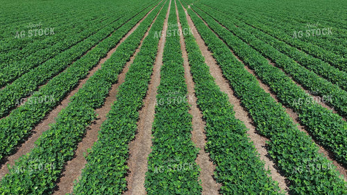 Peanut Field 79882