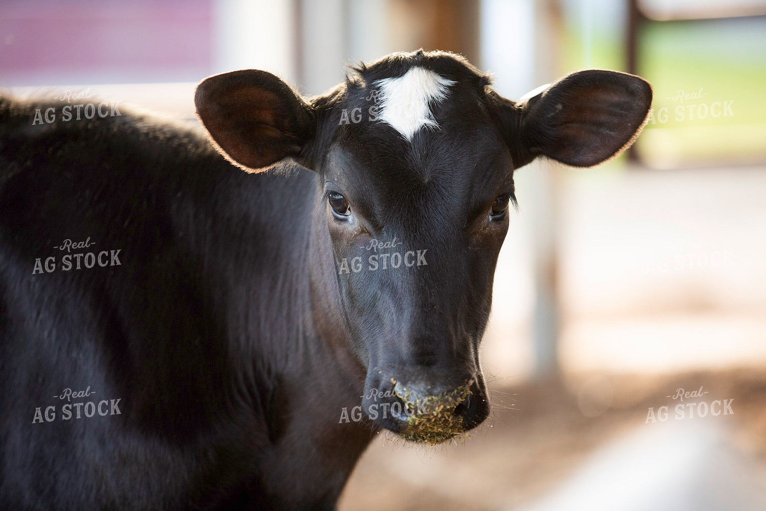 Holstein Calf 55275
