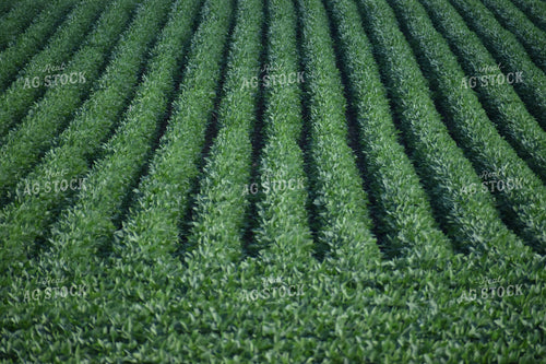 Soybean Field 84113