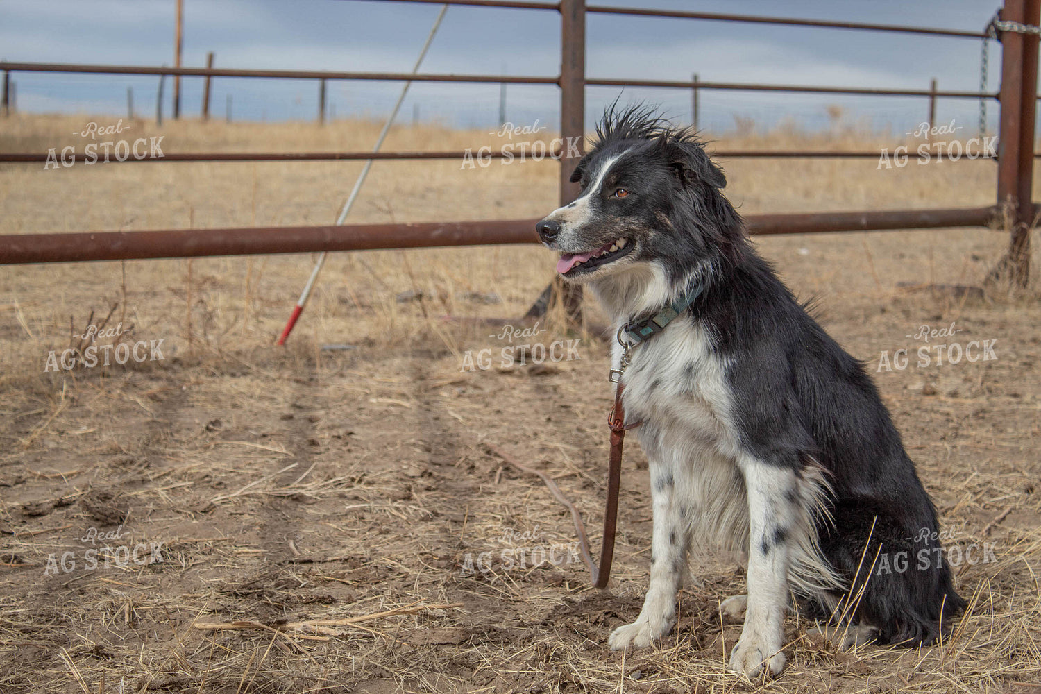 Dog in Farmyard 97004