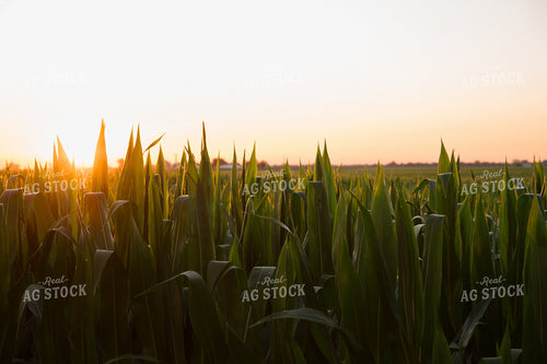 Corn Field 25992