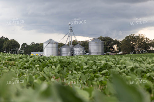 Soybean Field With Grain Bins Under Stormy Skies in Rural Landscape 79703