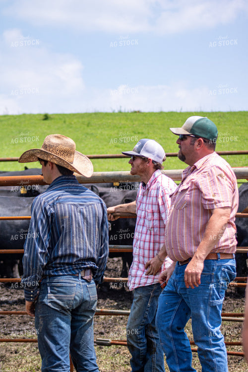 Ranchers Working Cattle 214192