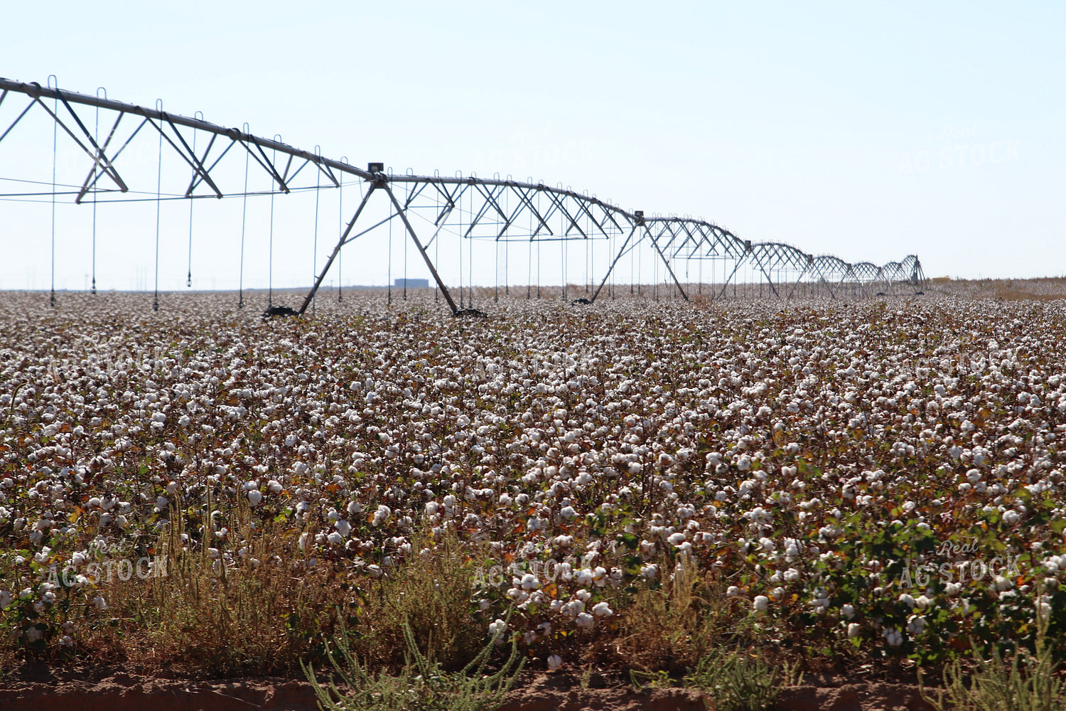 Cotton Field with Irrigation Pivot 102210