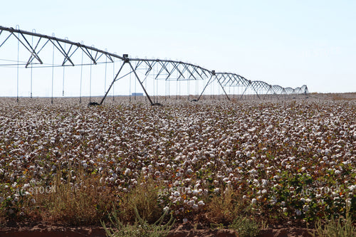 Cotton Field with Irrigation Pivot 102210