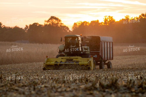 Harvesting Corn Silage 157029