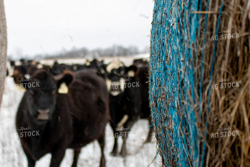 Hay Bale in Cattle Pasture 214055