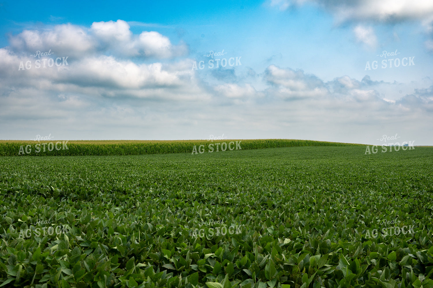Mid-Season Corn and Soybean Fields 302056