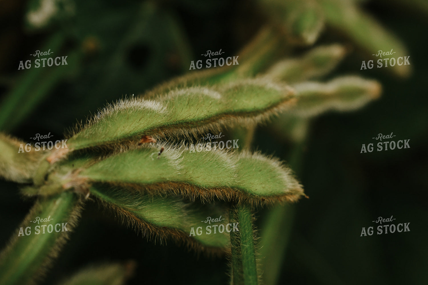 Soybean Pods 191241