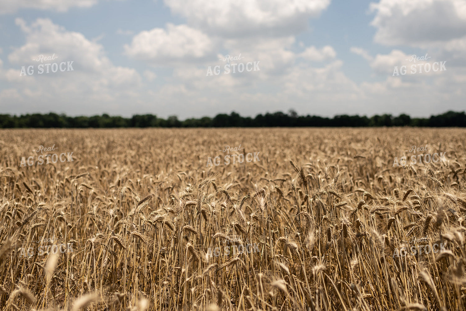 Wheat Field 59104