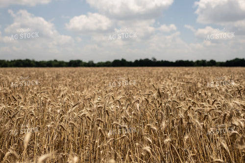 Wheat Field 59104