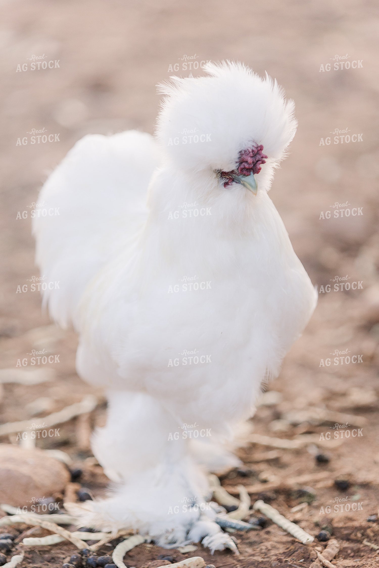 Silkie Chicken 184010