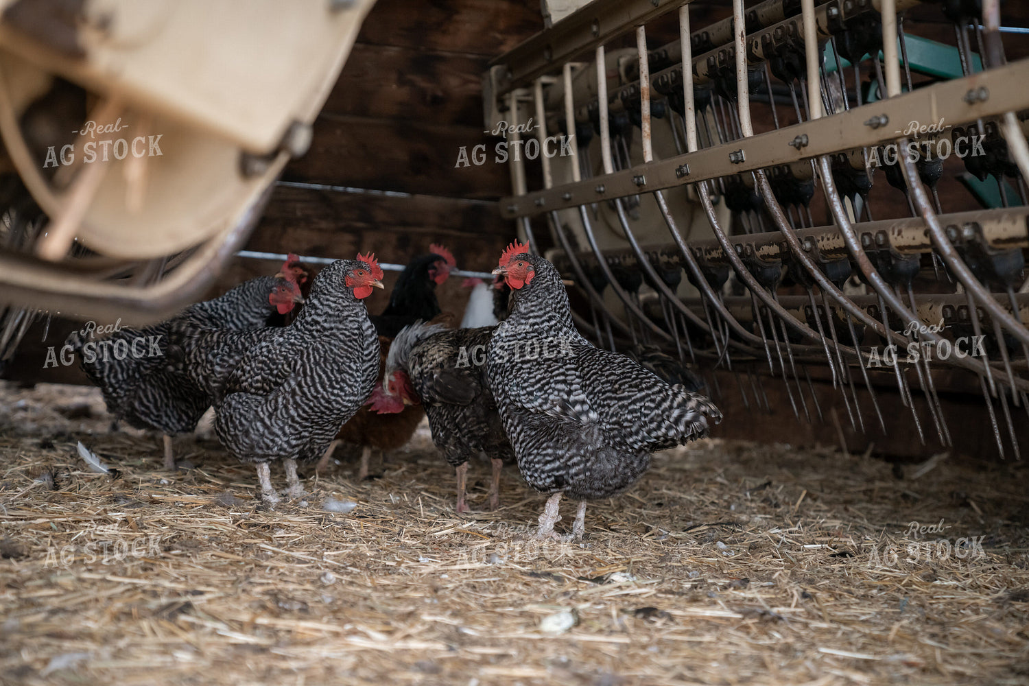 Barred Rock Chickens Under Barn Equipment on a Straw-Covered Farmyard 65254