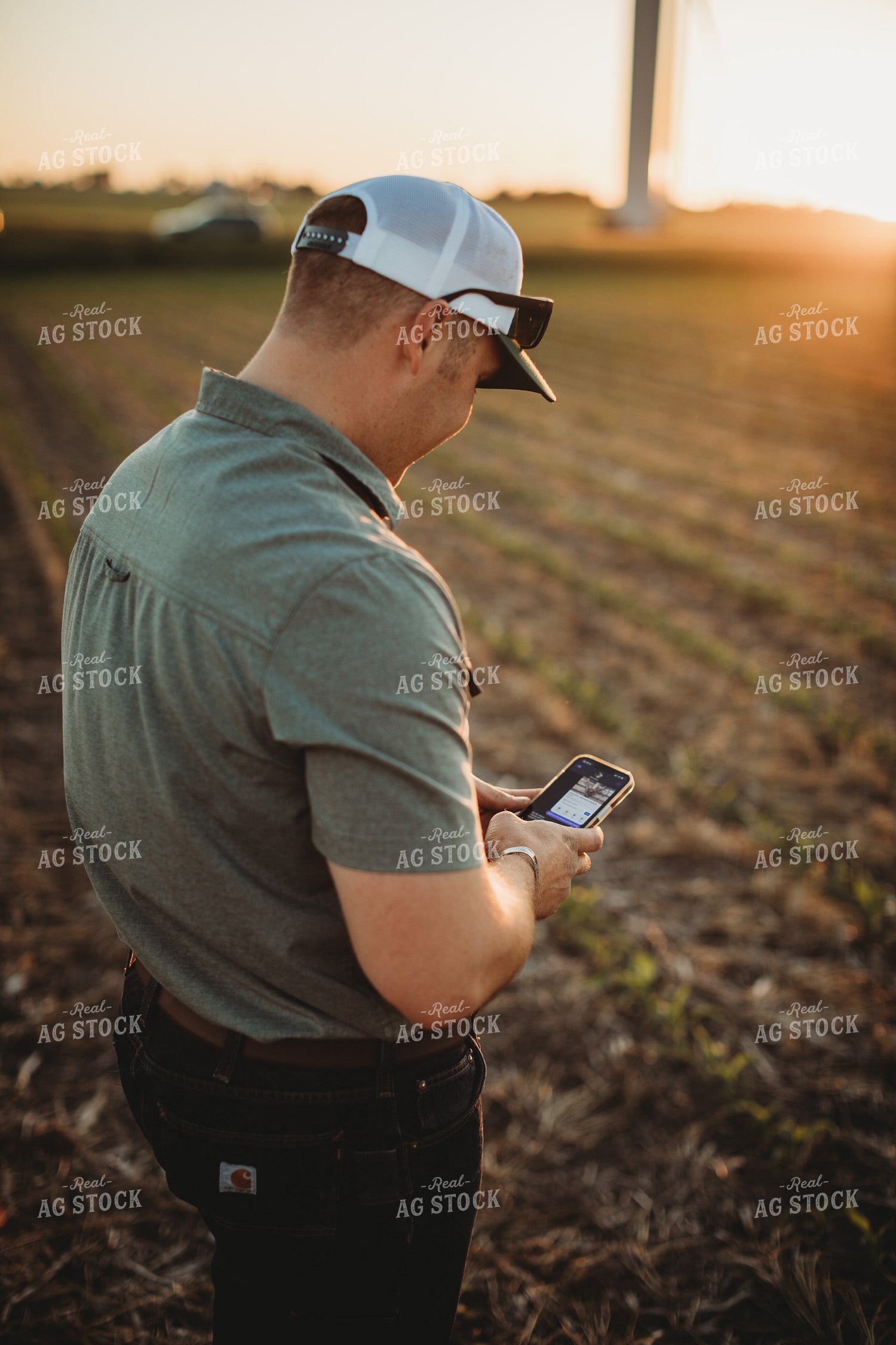 Farmer Agronomist Texting on Phone in Corn and Triticale Cover Crop Field 5918