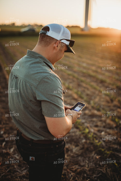 Farmer Agronomist Texting on Phone in Corn and Triticale Cover Crop Field 5918