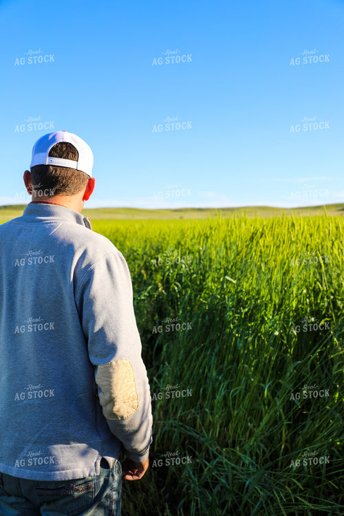 Farmer Standing in Willow Creek Winter Wheat 87005