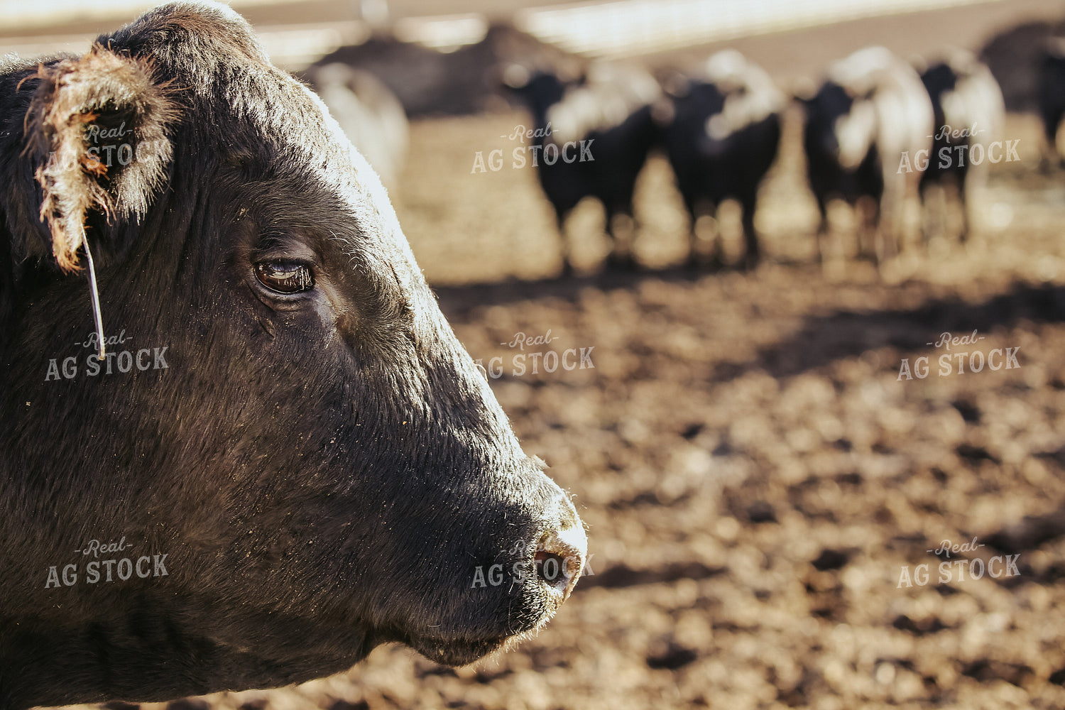 Angus Bull 275005