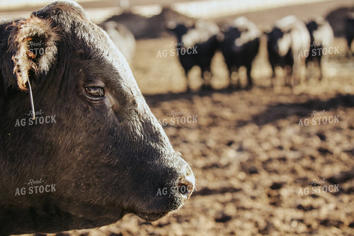 Angus Bull 275005
