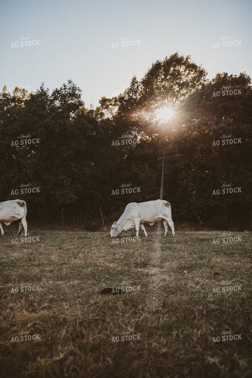 Brahman Cattle 203041