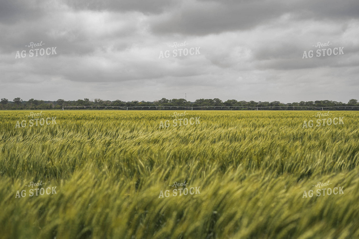 Wheat 91062