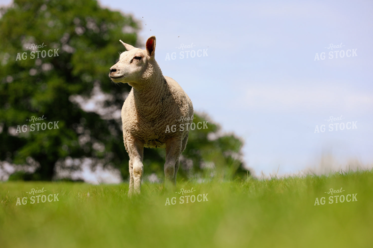 Sheep in Pasture 121013