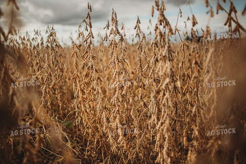 Dry Soybeans Under Cloudy Sky 3369