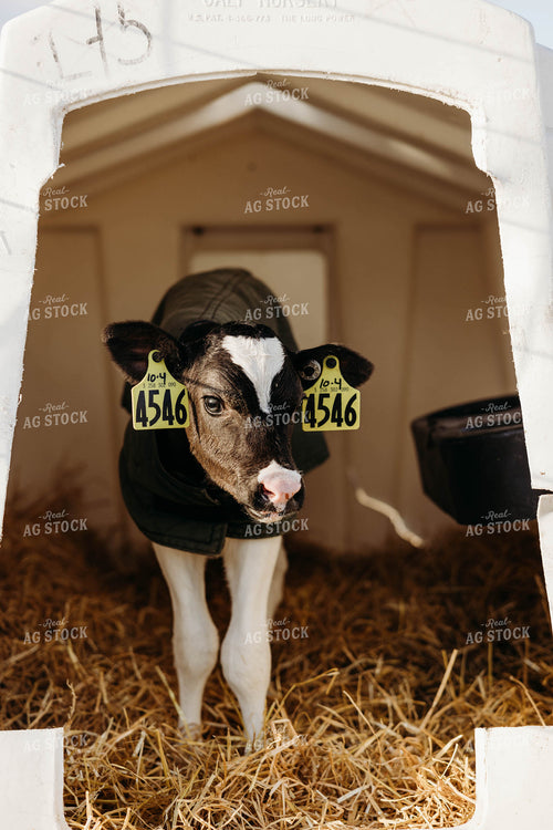 Holstein Calf in Hutch 152079
