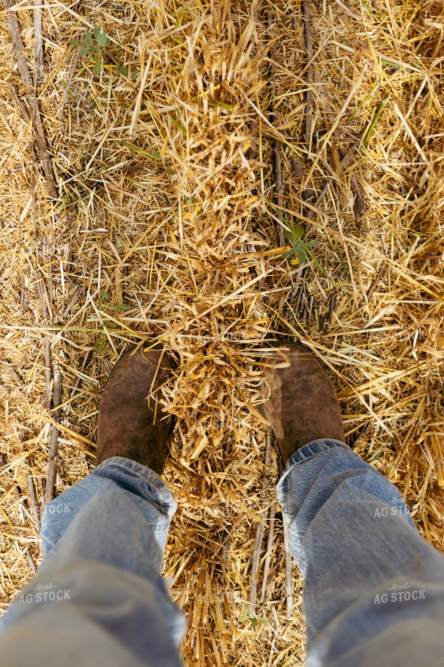 Farmer Standing in Cut Wheat Field 187243